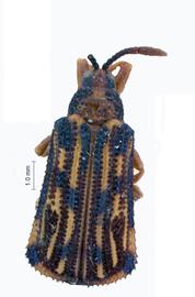   Mimoecthispa  habitus. 